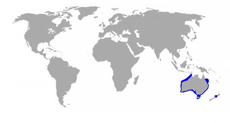 mapa da distribuição do tubarão Port Jackson