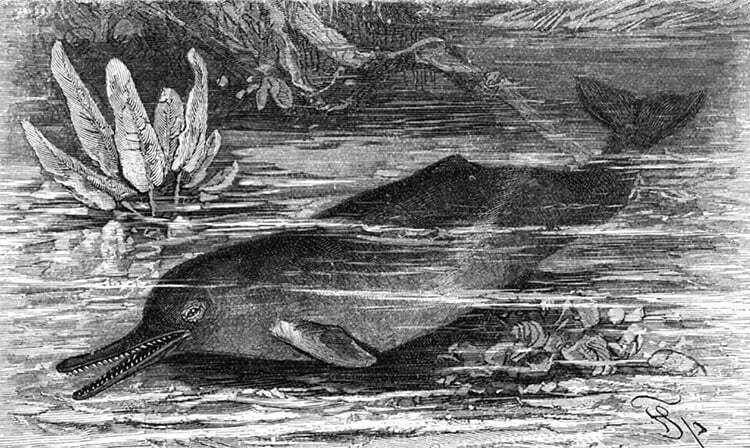 desenho de golfinho do rio Indo