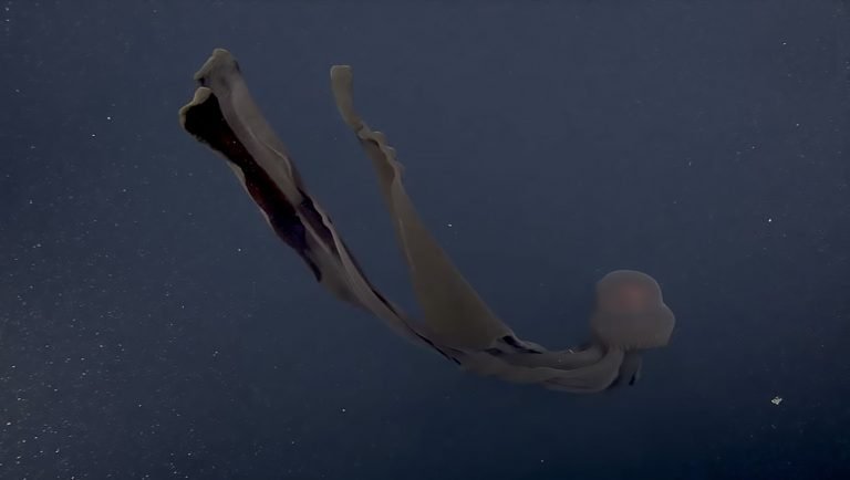 Água-viva fantasma gigante