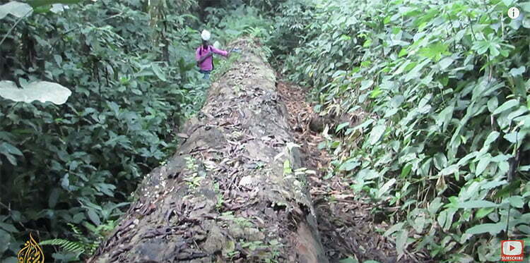 devastação da floresta tropical do Congo
