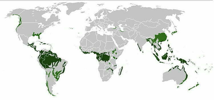 florestas tropicais no mundo