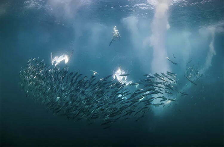 aves marinha e a migração das sardinhas