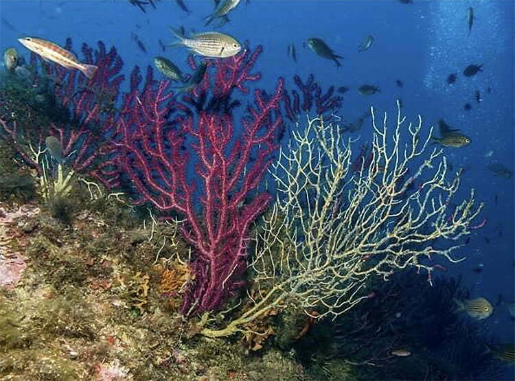corais do mar Mediterrâneo