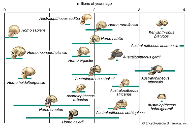Gráfico da evolução humana
