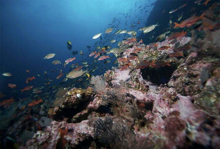 vida marinha em recife de coral