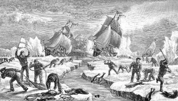 Matança de focas no Canadá, 1890.