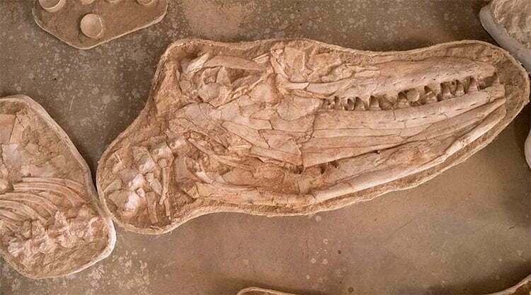 fóssil do Mosassauro