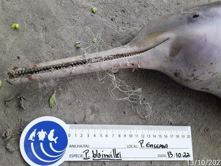 A toninha morta na praia de São Paulo