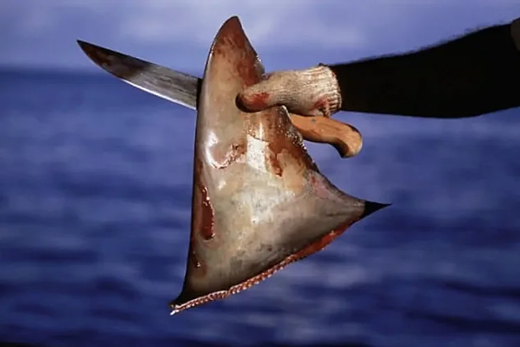 Barbatana de tubarão cortada 