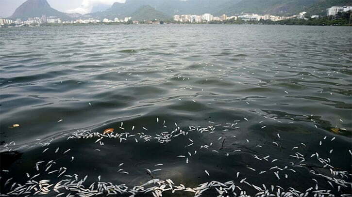 Mortandade de peixes na baía de Guanabara