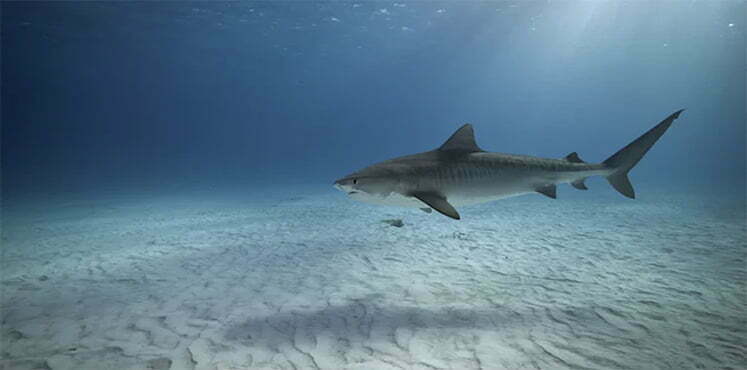 Tubarão-tigre e Novo ecossistema descoberto