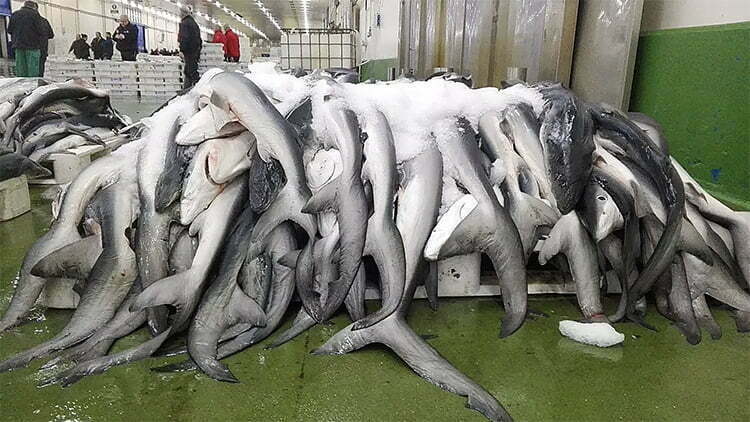 Tubarões em mercado da Espanha.