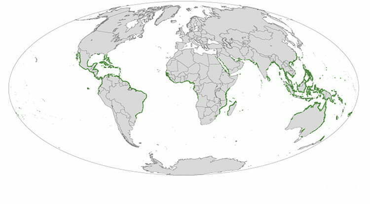 Distribuição de manguezais no mundo