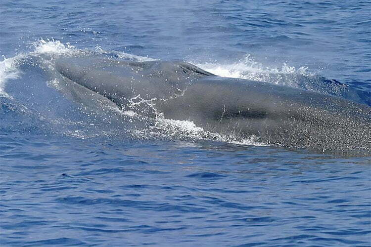 Baleia de Rice, a nava espécie de baleia.