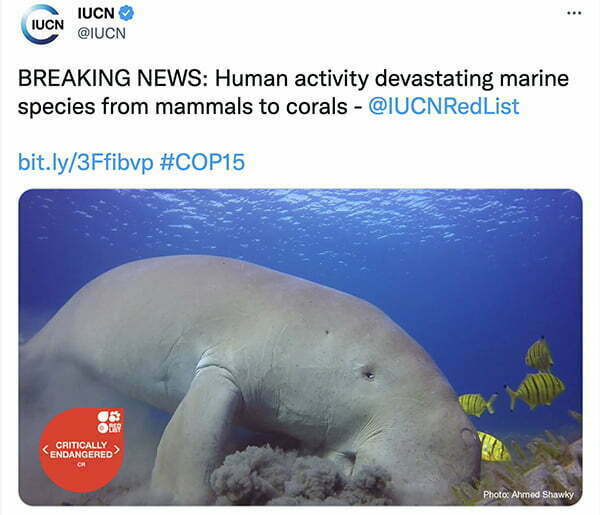 dugongo mais uma das espécies marinhas ameaçadas.