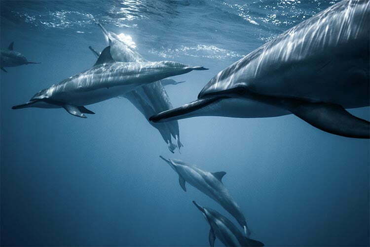 golfinhos 