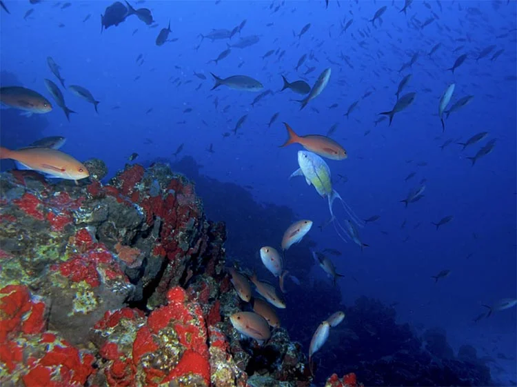 colinas coralinas descoberta no mar brasileiro