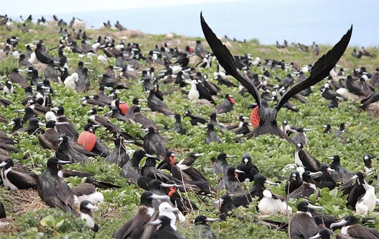 Fragatas em abrolhos.