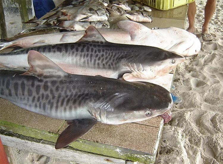 Tubarão tigre à venda no mercado.