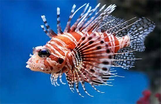 Configuracao De Aquario De Peixe Leao Aquário Peixe Leão Luminoso