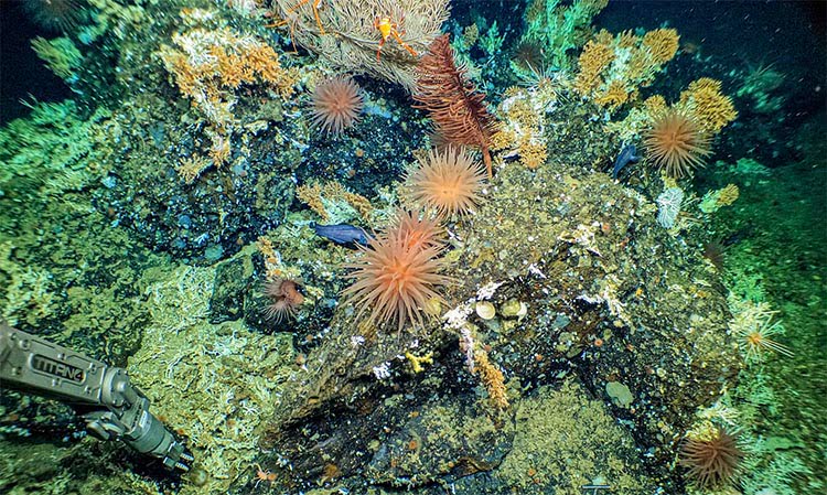 ricifes de corais de águas profundas 