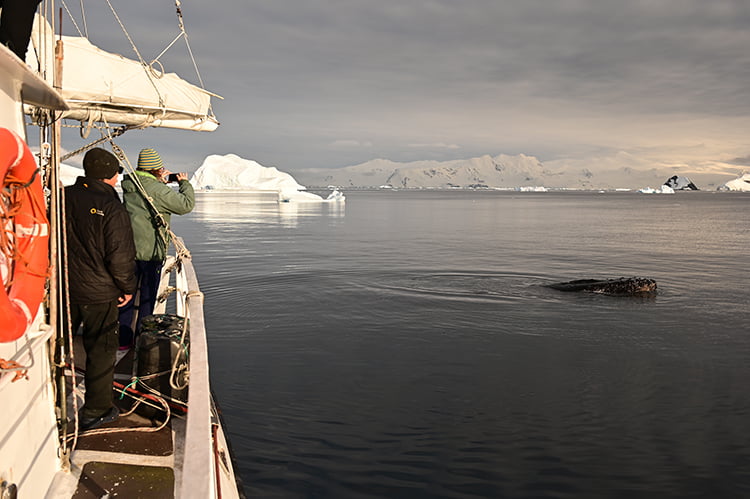 Jérôme durante avistagem de baleia na Antártica 
