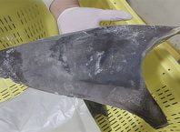 Apreensão de barbatanas de tubarão no Brasil é recorde