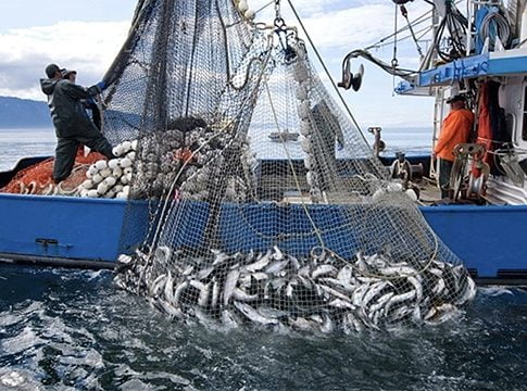 Cavalo-marinho, mais um peixe ameaçado - Mar Sem Fim