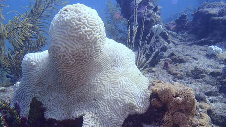 Branqueamento maciço de corais na Flórida.