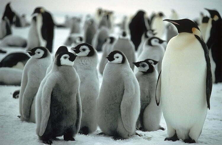 Filhotes de pinguins-imperadores