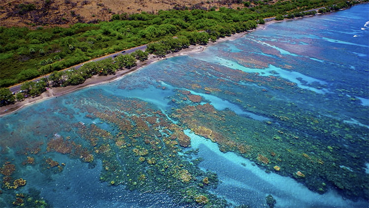 Recifes de corais Olowalu em Maui