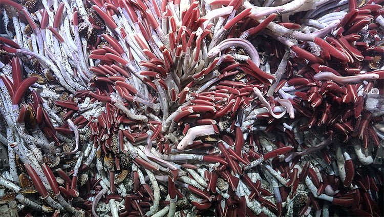 Vermes tubulares encontrados no novo ecossistema marinho.