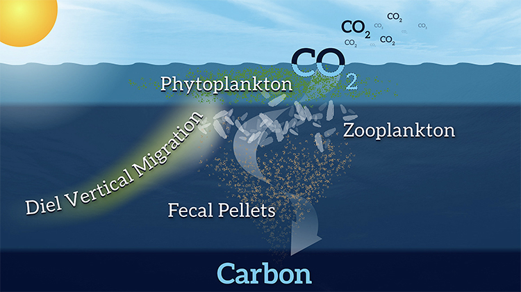 Oceanos e serviço como sumidouro de carbono.