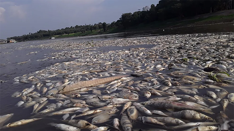 Seca na Amazônia provoca mortandade de peixes