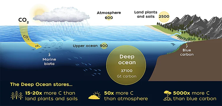 oceanos como sumidouro de carbono.