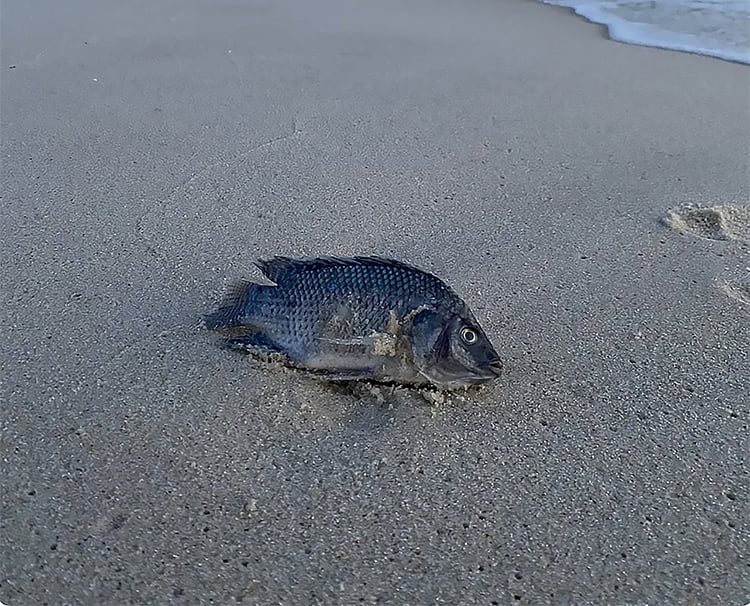 Estudantes de Santos vão atuar na prática para o monitoramento dos oceanos  - Diário do Litoral