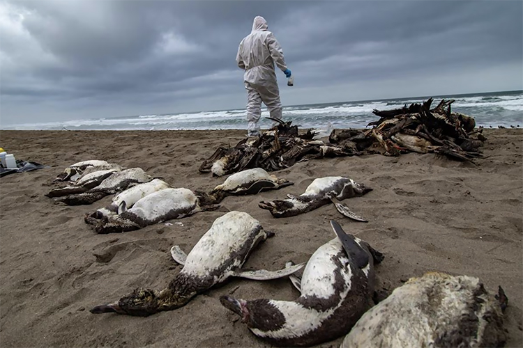 Mortandade de pinguins na América do Sul.