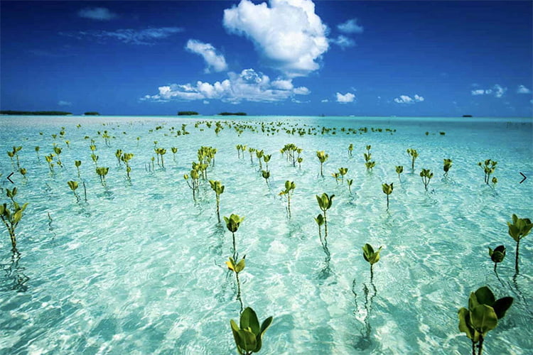 Conheça Tuvalu, país que pode ser engolido pelo mar e tenta sobreviver como  nação digital, Meio Ambiente