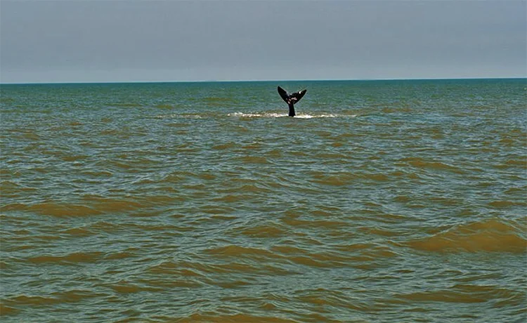 baleia-franca vista a partir da praia.