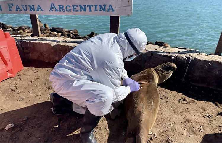 morte de lobos marinhos na Argentina.