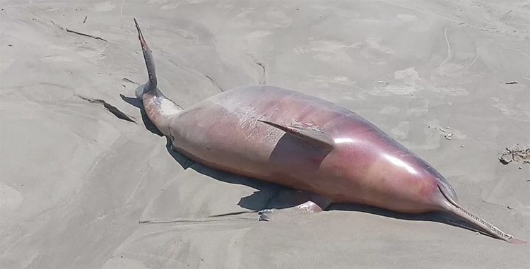 Golfinho morto na praia do Cassino.