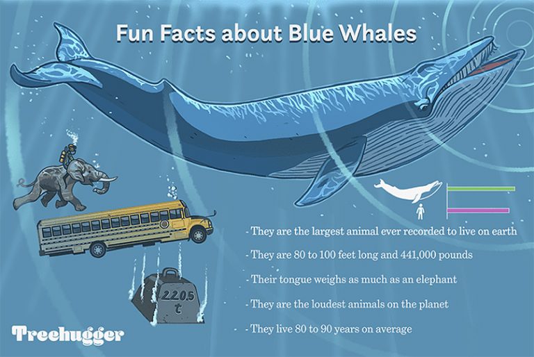 Fatos curiosos sobre baleias azuis.