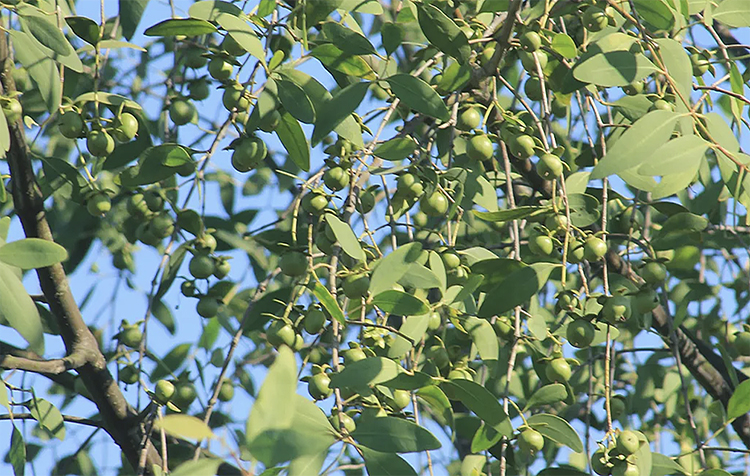 espécie invasiva no manguezal da Baixada Santista.