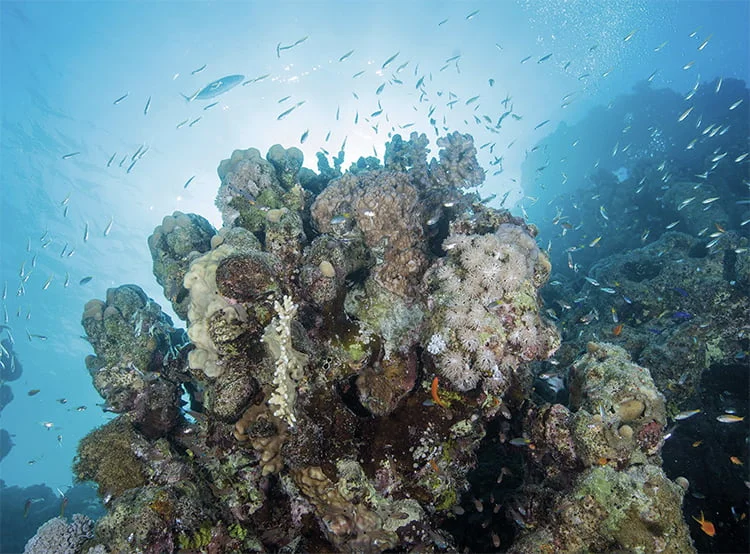 recifes de corais do Mar Vermelho.