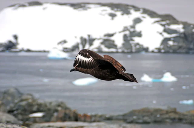 Skua