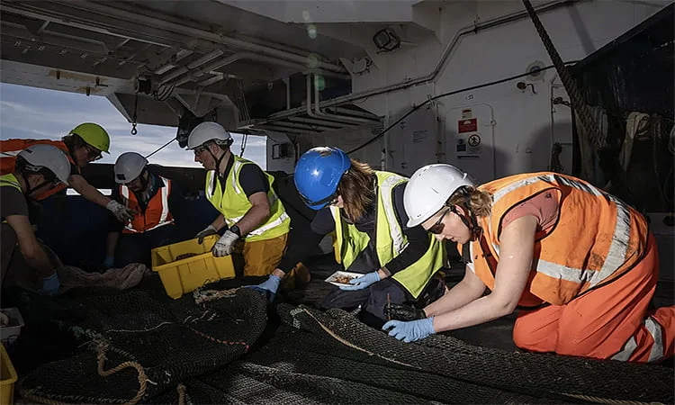 Cientistas e novas espécies da fauna marinha