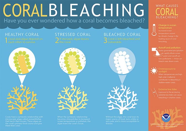 Formas de branqueamento de corais