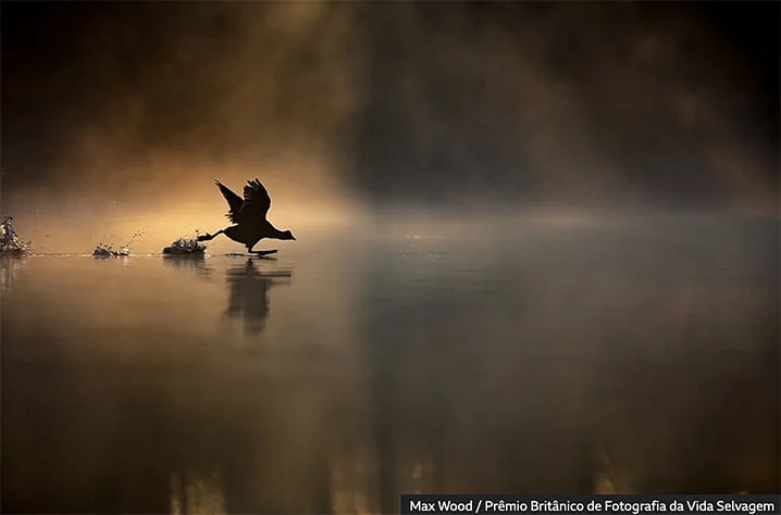 pato correndo por um lago enevoado