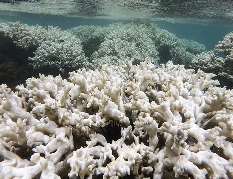 branqueamento de corais do Nordeste.