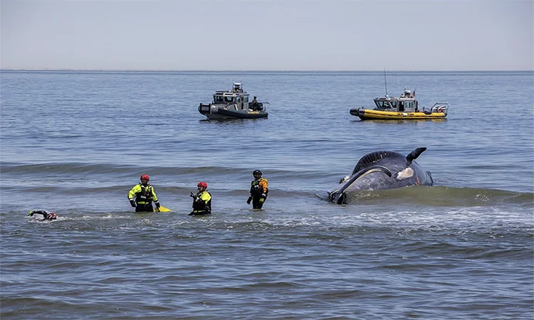 baleia sei atropelada chegando à praia